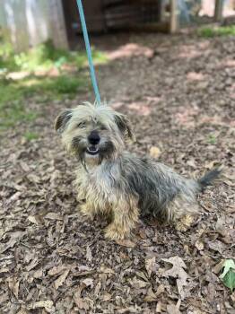 Mixed Breed Dogs Available for Adoption in Wayne, New Jersey - HOP Tart | PetCurious