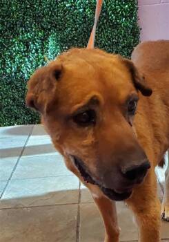 61668941 -  Mixed Breed Dog for Adoption in El Paso, Texas - 61668941 | PetCurious