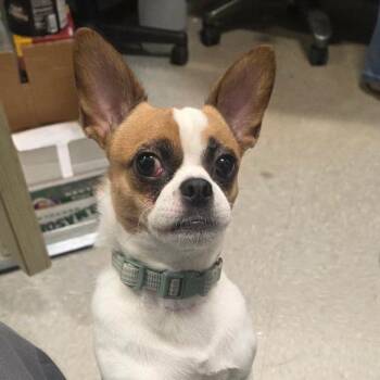 Mixed Breed Dogs Available for Adoption in New York, New York - Booker | PetCurious