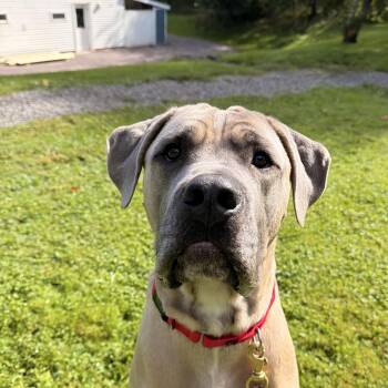 Higgins -  Mastiff Dog for Adoption in Honesdale, Pennsylvania - Higgins | PetCurious