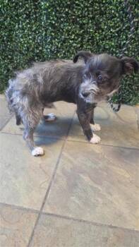 61237630 -  Terrier and Mixed Breed Dog for Adoption in El Paso, Texas - 61237630 | PetCurious
