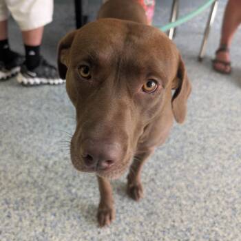 Chocolate Labrador Retriever and Mixed Breed Dogs Available for Adoption in Greenville, South Carolina - Wanderer | PetCurious