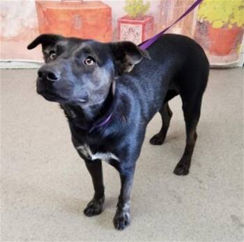 BELLA -  Pit Bull Terrier Dog for Adoption in San Bernardino, California - BELLA | PetCurious