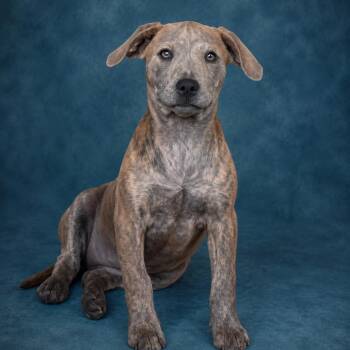 Pit Bull Terrier Dogs Available for Adoption in Heber Springs, Arkansas - Tiger Lily | PetCurious