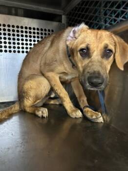 Rescue Shepherd and Mixed Breed Dogs for Adoption in Fort Worth, Texas - 59824973 | PetCurious