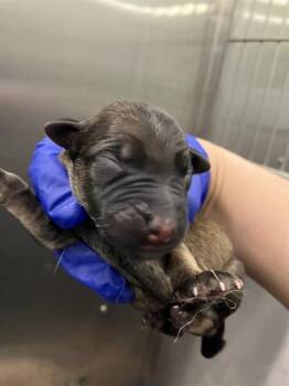 Rescue Mixed Breed Dogs for Adoption in Dallas, Texas - 7 | PetCurious