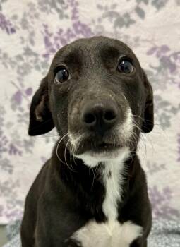 Rescue Mixed Breed Dogs for Adoption in Springfield, Vermont - Zoe | PetCurious