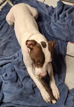 Catania -  Terrier Dog for Adoption - Catania | PetCurious