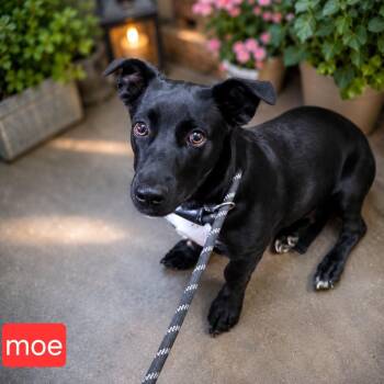 Moe -  Labrador Retriever Dog for Adoption in Fort Worth, Texas - Moe | PetCurious