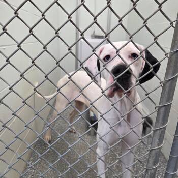 Great Dane Dogs Available for Adoption - Delulu | PetCurious