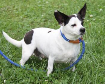 Luna (Photos June 28th 2026) -  Chihuahua and Beagle Dog for Adoption in Marietta, Ohio - Luna (Photos June 28th 2026) | PetCurious