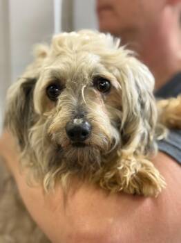 Havanese Dogs Available for Adoption in Blue Springs, Missouri - Aurora | PetCurious