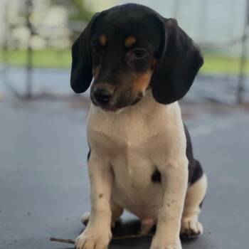 Fern -  Beagle Dog Available for Adoption in Baton Rouge, Louisiana - Fern | PetCurious