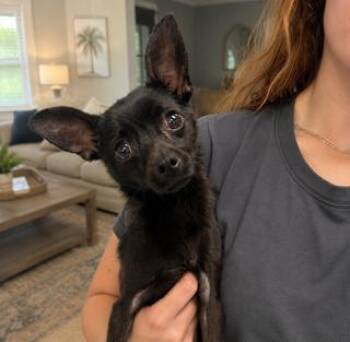 Duncan -  Chihuahua Dog for Adoption in Tifton, Georgia - Duncan | PetCurious