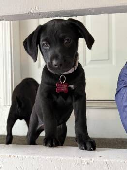 Black Labrador Retriever Dogs Available for Adoption in Houston, Texas - Katie (Dog & Kid Friendly, Loving & Smart Puppy) | PetCurious