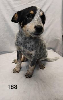 Samantha #188 -  Australian Cattle Dog Blue Heeler Dog for Adoption in New Lexington, Ohio - Samantha #188 | PetCurious