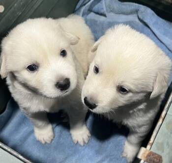 Great Pyrenees and Mixed Breed Dogs Available for Adoption in Fort Worth, Texas - Rosa | PetCurious