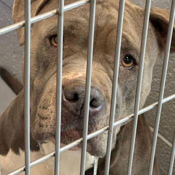 American Bulldog Dogs Available for Adoption - Joan | PetCurious