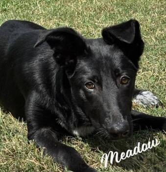 Border Collie and Labrador Retriever Dogs Available for Adoption in Houston, Texas - Meadow #happy-go-lucky | PetCurious