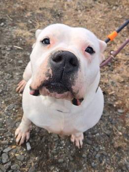 Pit Bull Terrier Dogs Available for Adoption - Coconut | PetCurious