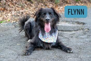 Rescue Flat Coated Retriever Dogs for Adoption in Sevierville, Tennessee - Flynn | PetCurious