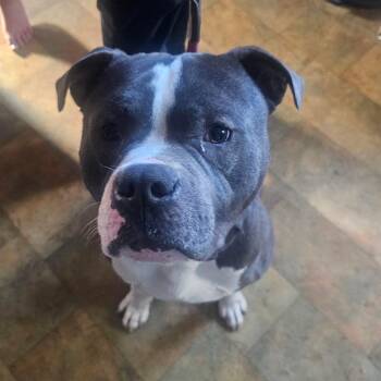 Rescue Pit Bull Terrier and Staffordshire Bull Terrier Dogs for Adoption in Providence, Rhode Island - Ella | PetCurious