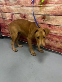 AC-5390 "Rune" -  Hound Dog for Adoption in Conyers, Georgia - AC-5390 "Rune" | PetCurious