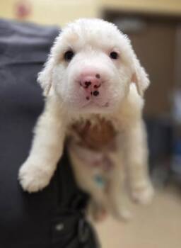 Shar Pei Dogs Available for Adoption in Schertz, Texas - Link | PetCurious