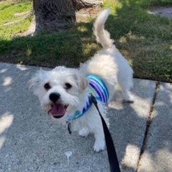 Benny -  Terrier and Mixed Breed Dog for Adoption in San Francisco, California - Benny | PetCurious