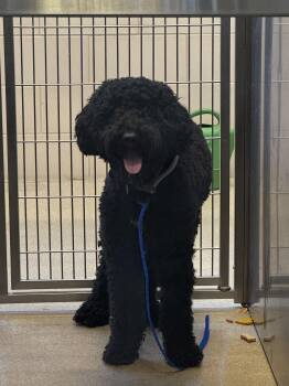 26-229 -  Goldendoodle Dog for Adoption in Lindenhurst, New York - 26-229 | PetCurious