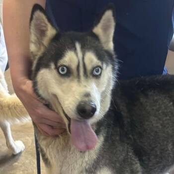 Husky Dogs Available for Adoption - 260217K210 Hussita | PetCurious