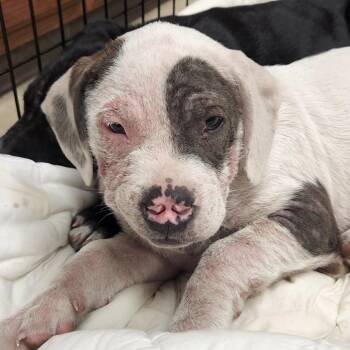 Donkey - 050506U -  Terrier and Mixed Breed Dog for Adoption in Tupelo, Mississippi - Donkey - 050506U | PetCurious