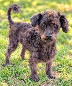Bindo -  Poodle and Shih Tzu Dog for Adoption in Hardeeville, South Carolina - Bindo | PetCurious