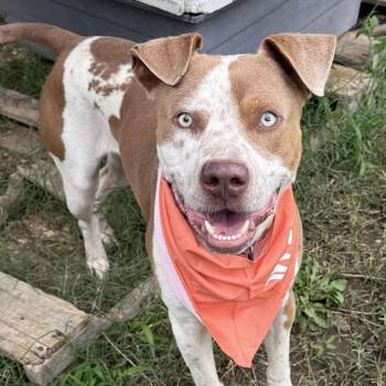 Mixed Breed Dogs Available for Adoption - Max | PetCurious