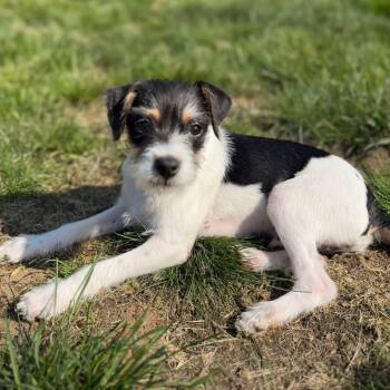 Jack Russell Terrier Dogs Available for Adoption in Woolwich, Maine - Taj | PetCurious