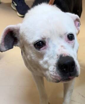 Pit Bull Terrier Dogs Available for Adoption in Elizabethton, Tennessee - SISSY | PetCurious