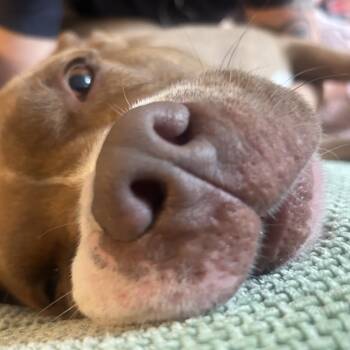Hazel FKA Billie -  Mixed Breed Dog for Adoption in Vassalboro, Maine - Hazel FKA Billie | PetCurious