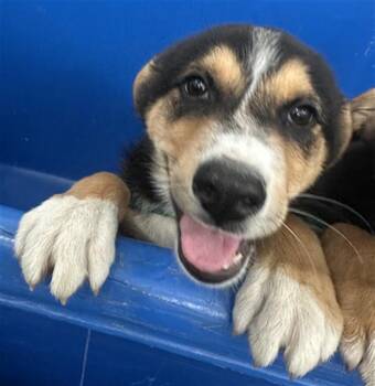 Mixed Breed Dogs Available for Adoption in Dallas, Texas - GINNY | PetCurious