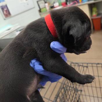 Mixed Breed Dogs Available for Adoption - Hartley | PetCurious