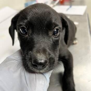 Chocolate -  Mixed Breed Dog for Adoption in Morristown, Vermont - Chocolate | PetCurious