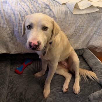 Sweetheart -  Great Pyrenees and Labrador Retriever Dog for Adoption in New York, New York - Sweetheart | PetCurious