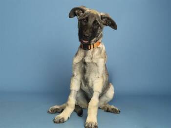 German Shepherd Dog Dogs Available for Adoption - LOBA | PetCurious