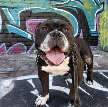 Rescue Staffordshire Bull Terrier and Mixed Breed Dogs for Adoption in Santa Monica, California - Brick | PetCurious