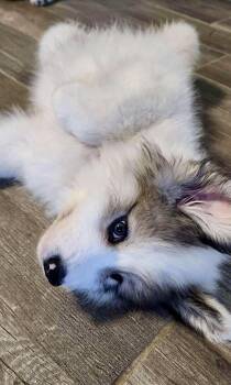 Rescue Great Pyrenees Dogs for Adoption in Austin, Texas - Anna | PetCurious