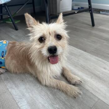CHURRO -  Yorkshire Terrier Dog for Adoption in Atascadero, California - CHURRO | PetCurious