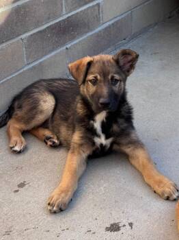 Chicky Nugs -  Australian Cattle Dog Blue Heeler Dog for Adoption in Fort Lupton, Colorado - Chicky Nugs | PetCurious