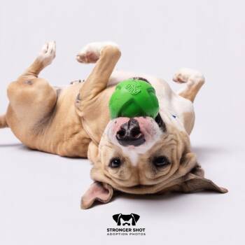 Rugga -  Pit Bull Terrier and Mixed Breed Dog for Adoption in Tampa, Florida - Rugga | PetCurious
