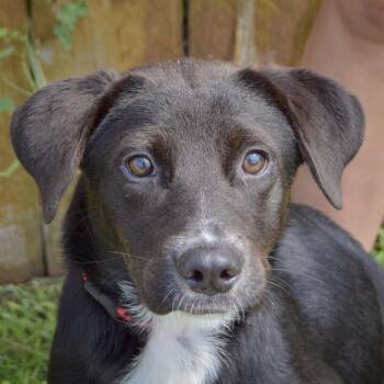Gabby -  Border Collie and Labrador Retriever Dog for Adoption in Huntley, Illinois - Gabby | PetCurious