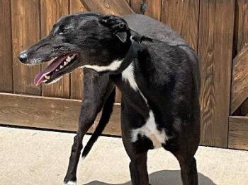 Rescue Greyhound Dogs for Adoption in Dallas, Texas - Scarlet | PetCurious