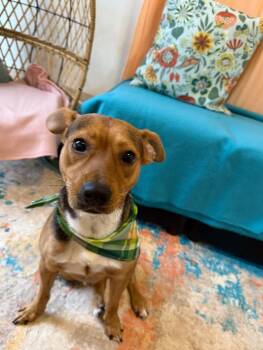 Beagle and German Shepherd Dog Dogs Available for Adoption - Leo Daniel | PetCurious